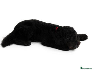 Labradoodle dogs Labradoodles Multigen - Family raised - Advert 1