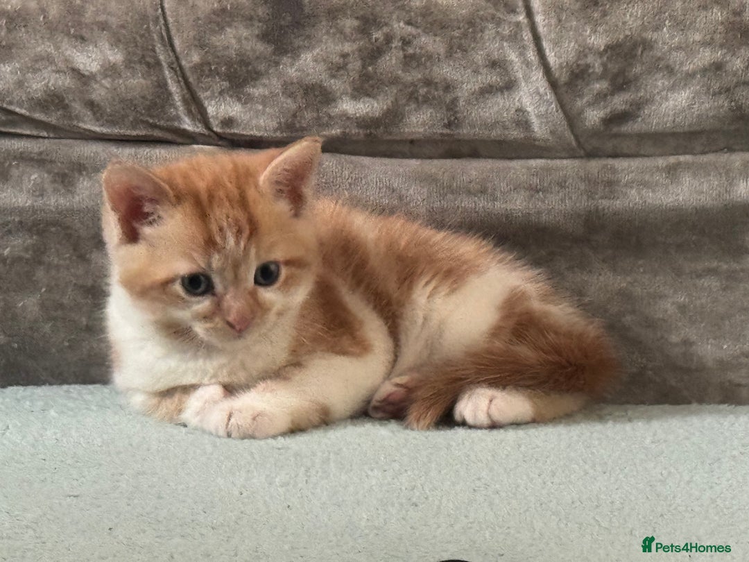Mixed Breed cats for sale: Half British short haired  - Advert 3