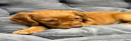 Cocker Spaniel dogs for sale: 💙 Boy Red KC Working Cocker Spaniel 💙 - Advert 13