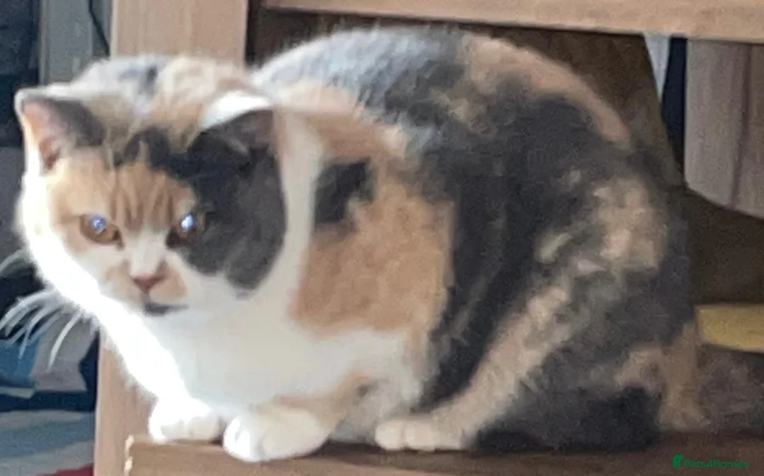 British Shorthair cats for sale: Female GCCF British Shorthair  - Advert 2