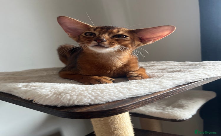 Abyssinian cats in Northwood - Advert 5