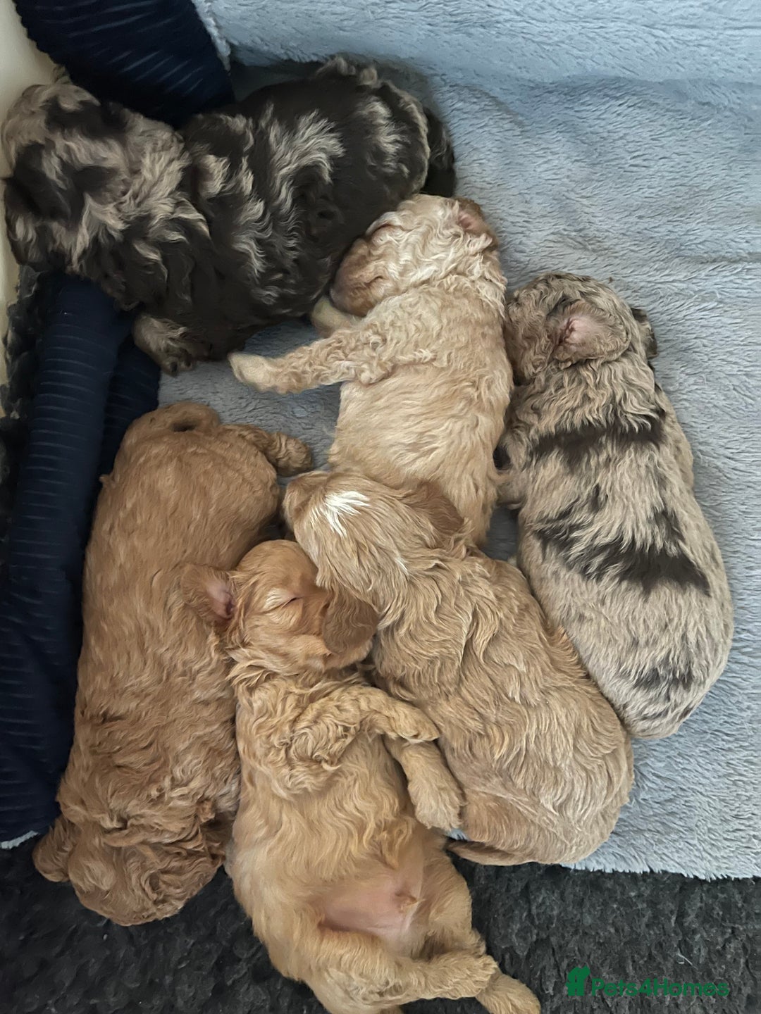 Cockapoo dogs for sale: f1b toy  stunning cockerpoos  - Image 27