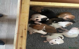 Staffordshire Bull Terrier dogs for sale: Beautiful staff pups for sale - Image 1