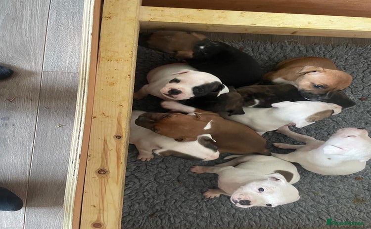 Staffordshire Bull Terrier dogs - Advert 1