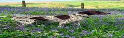 German Shorthaired Pointer dogs for sale: KC Reg GSP Pups (5 LEFT!) - Advert 5