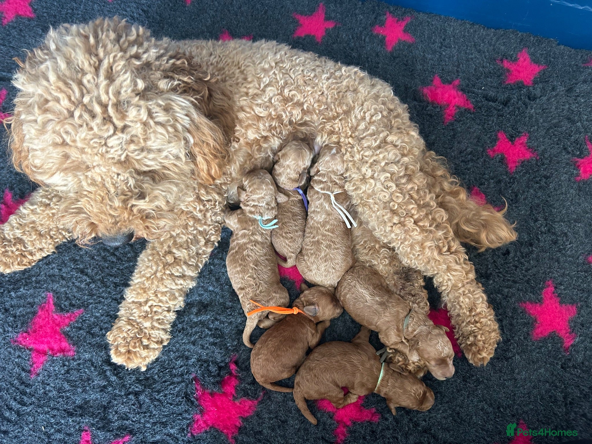 Cavapoo dogs RED HEALTH TESTED CAVAPOOS 5 STAR LICENSED  - Advert 9