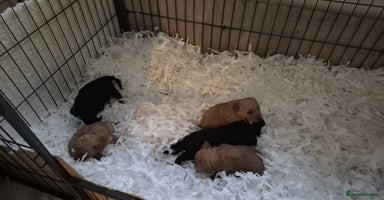 Cockapoo dogs - Advert 6