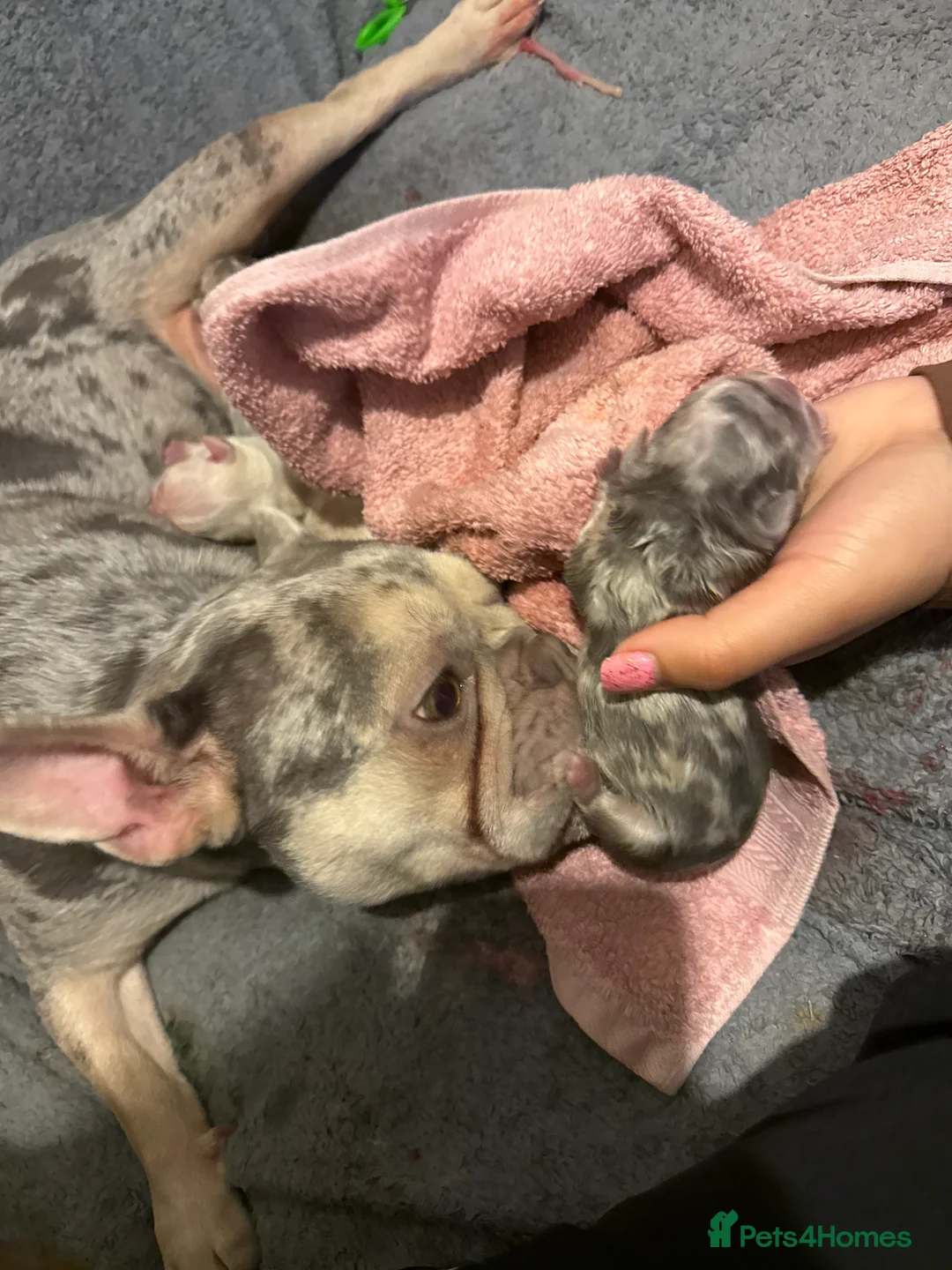French Bulldog dogs for sale: Female French Bull - Advert 2