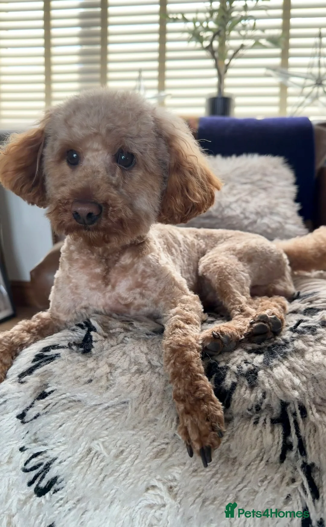 Toy Poodle dogs for stud: Miniature Toy poodle in Leeds - Advert 1