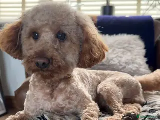 Toy Poodle dogs Miniature Toy poodle - Advert 1