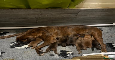 Boxer dogs - Advert 2