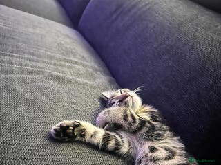 Domestic Shorthair cats Short hair - Advert 20