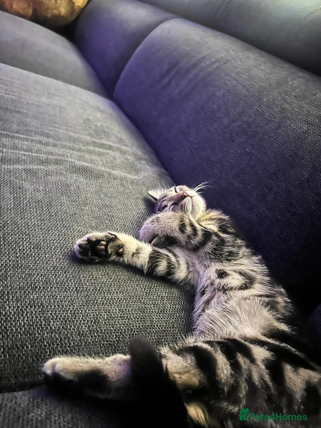 Domestic Shorthair cats for sale: Short hair  - Advert 1