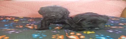 Giant Schnauzer dogs for sale: 2 male Giant schnauzer puppy's remaining  - Advert 9