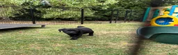 Labrador Retriever dogs for sale: Labrador pups KC extensively health tested parents - Advert 11