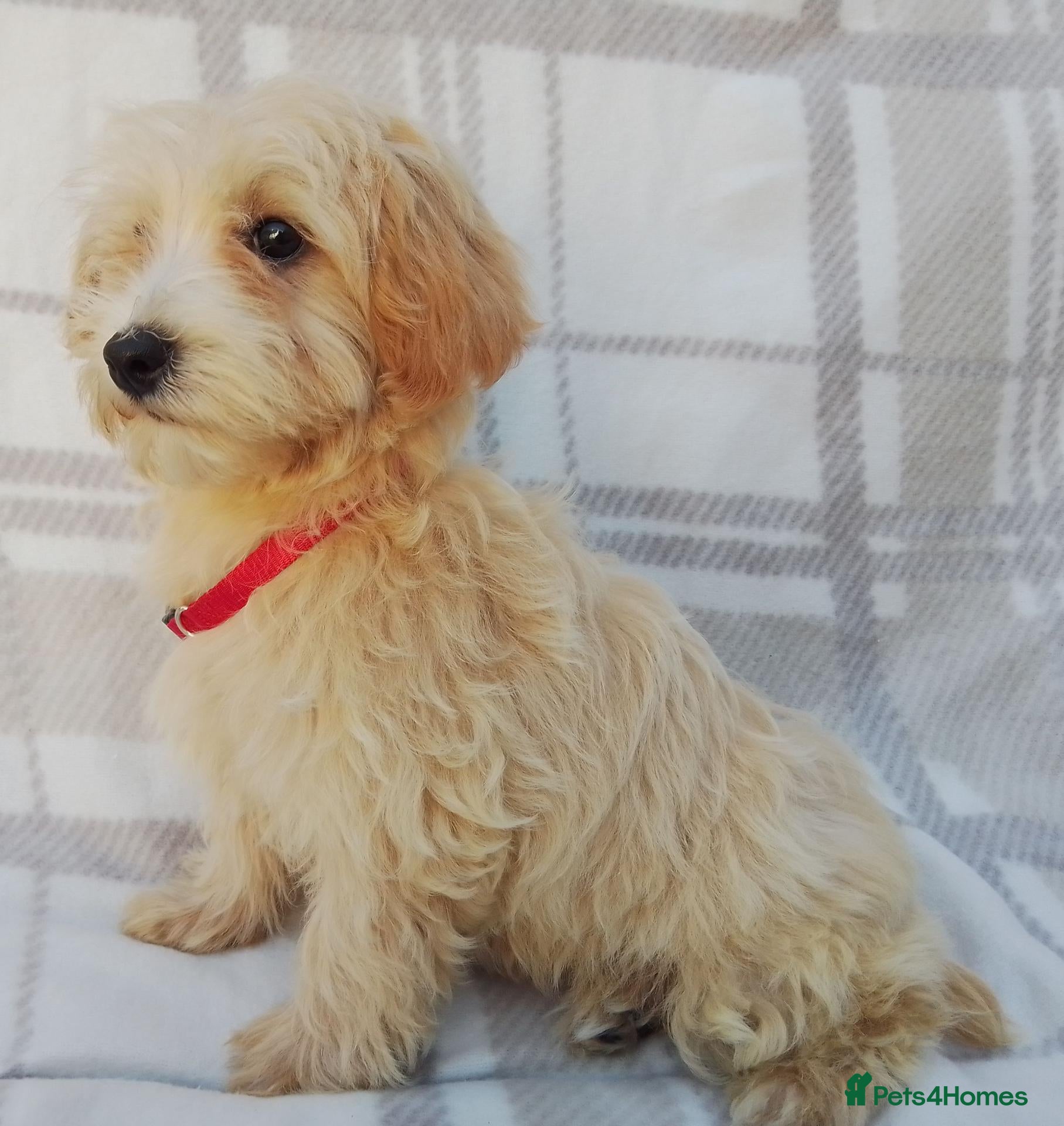 Maltipoo dogs Maltipoo puppies  - Advert 2