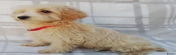 Maltipoo dogs for sale: Maltipoo puppies  - Advert 2
