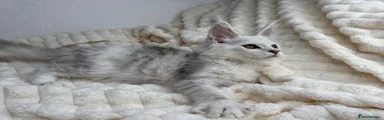 Maine Coon 6