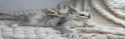Maine Coon cats for sale: MaineCoon, Beautiful Kittens available  - Advert 12