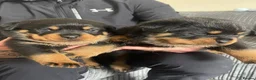 Rottweiler dogs for sale: Quality Rottweiler puppies  - Advert 5