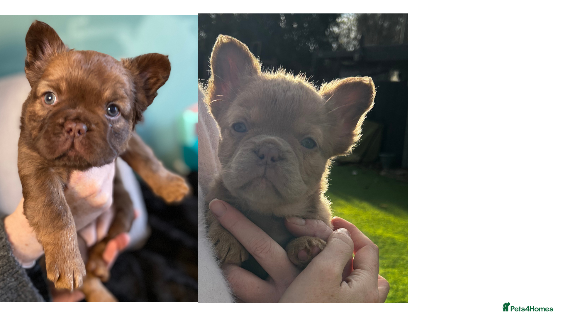 French Bulldog dogs READY TO LEAVE 2 GIRLS LEFT FLUFFY FRENCH BULLDOGS - Advert 5