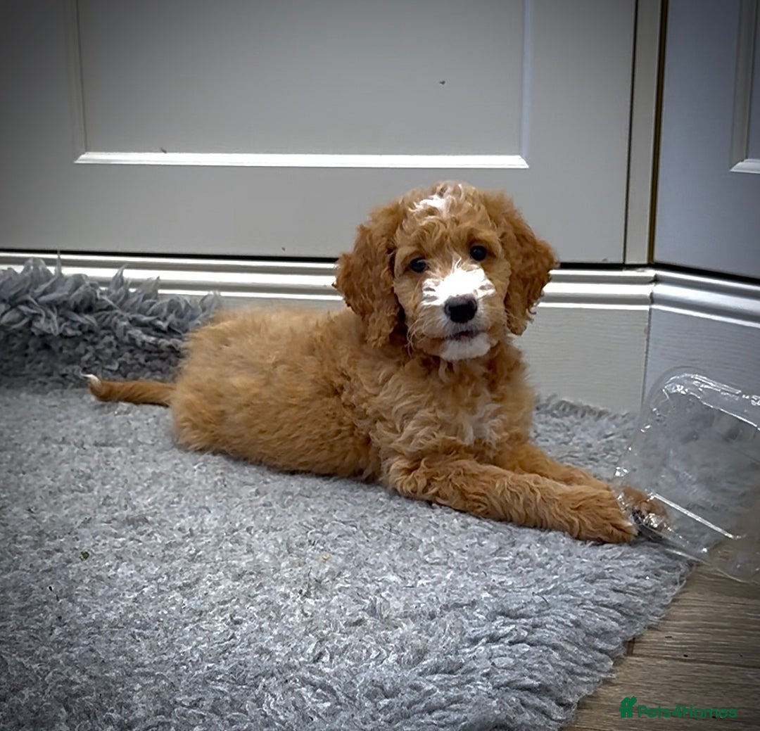 Mixed Breed dogs for sale: Health Tested miniature Goldendoodles  - Image 34