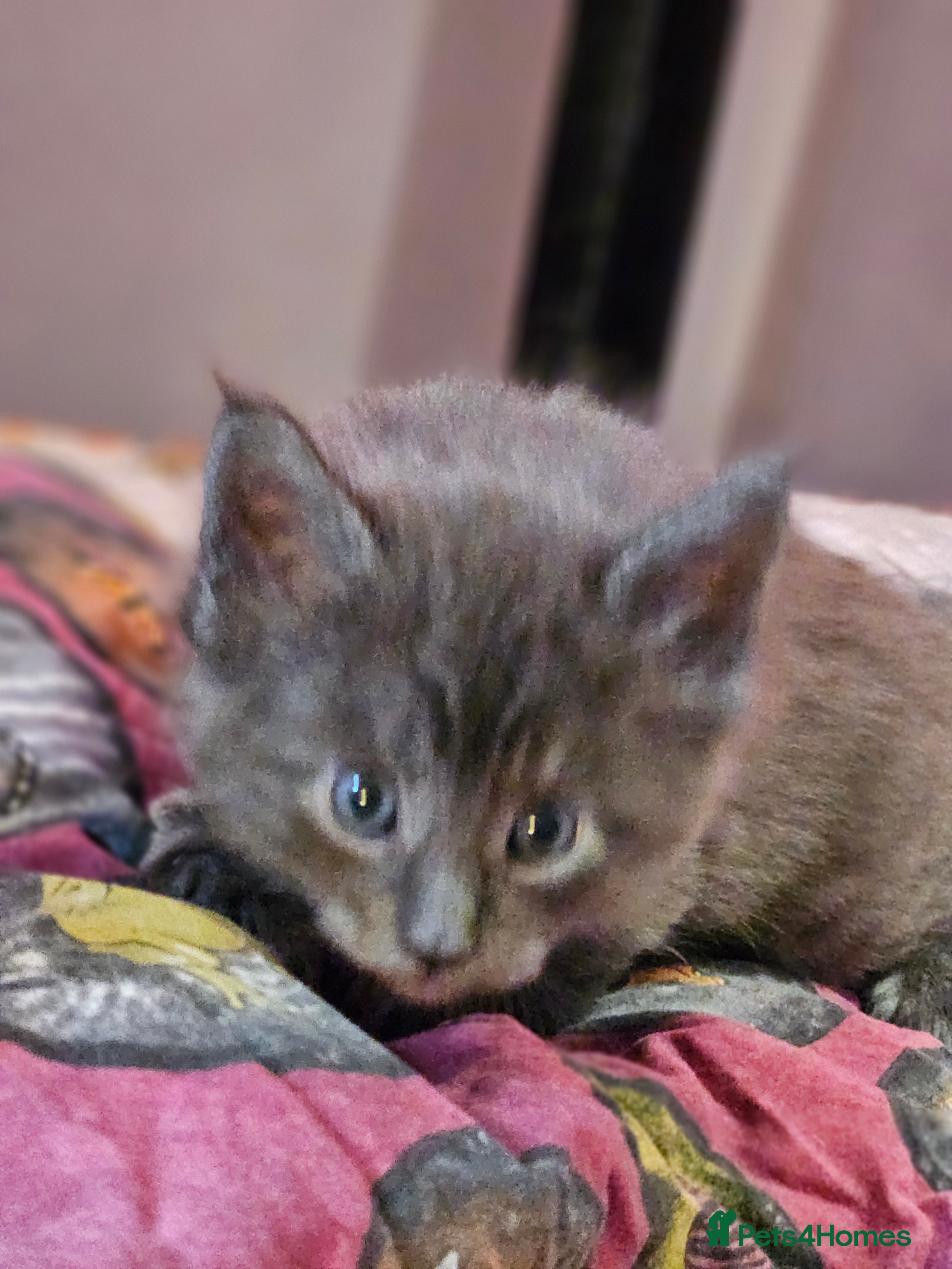 Maine Coon cats GCCF registered Blue  Maine coon litter  - Advert 6