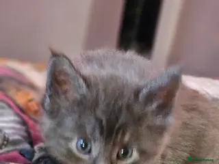 Maine Coon cats GCCF registered Blue Maine coon litter - Advert 6