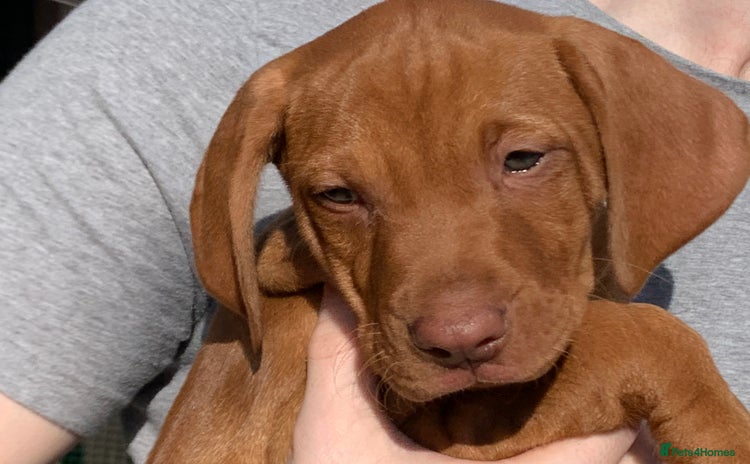 Hungarian Vizsla dogs - Advert 4