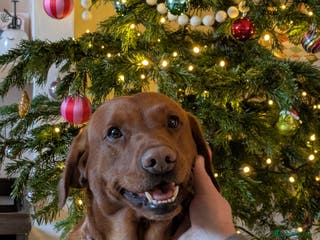 Labrador Retriever dogs Red Labrador KC registered in Ipswich - Advert 5