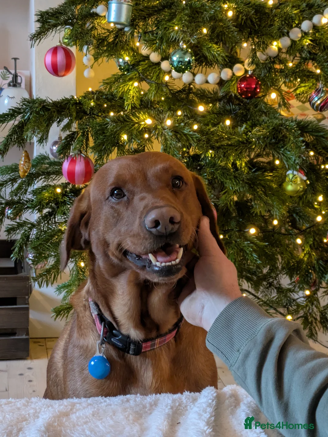 Labrador Retriever dogs for stud: Red Labrador KC registered in Ipswich - Advert 1