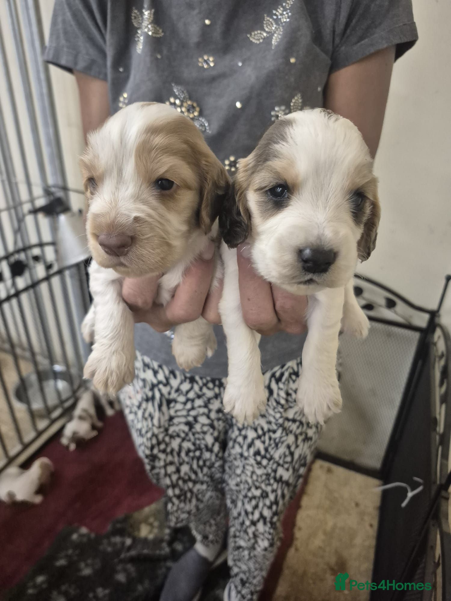 Cocker Spaniel dogs Cocker Spaniel Puppies  - Advert 1