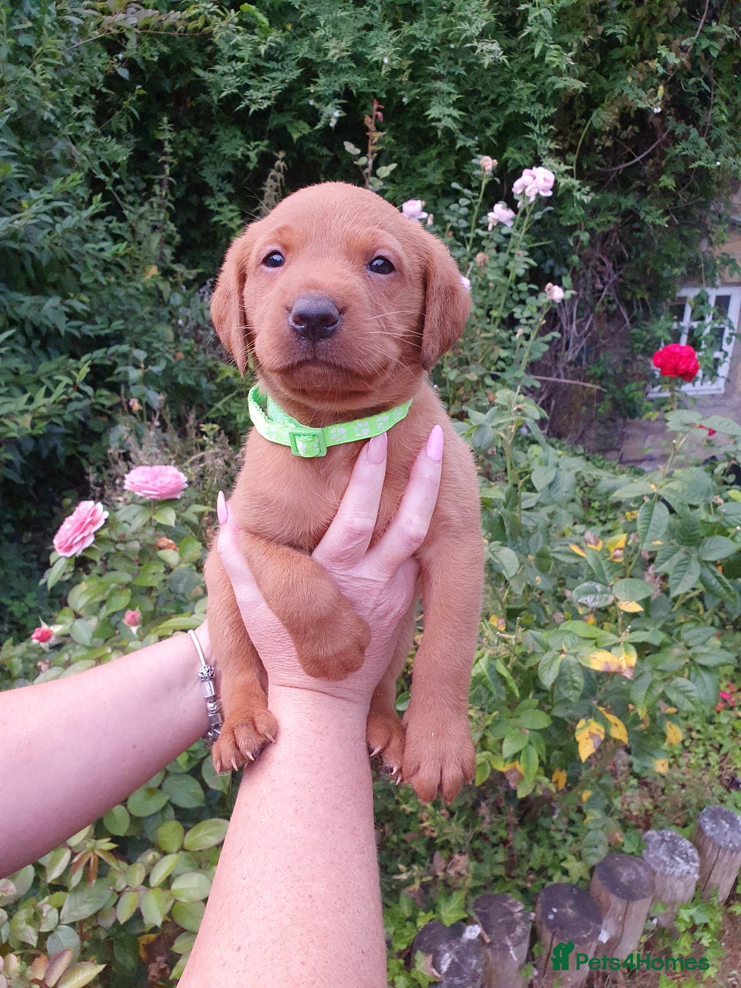 Labrador Retriever dogs for sale: Health Tested Fox Red Puppies for Sale - Image 7