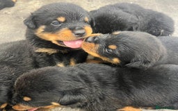 Rottweiler dogs for sale: 🦍🖤🤎KC REG 5 star breeders🤎🖤🦍 - Image 5