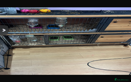 Netherland Dwarf rabbits for sale: Netherland dwarf  rabbits - Image 4