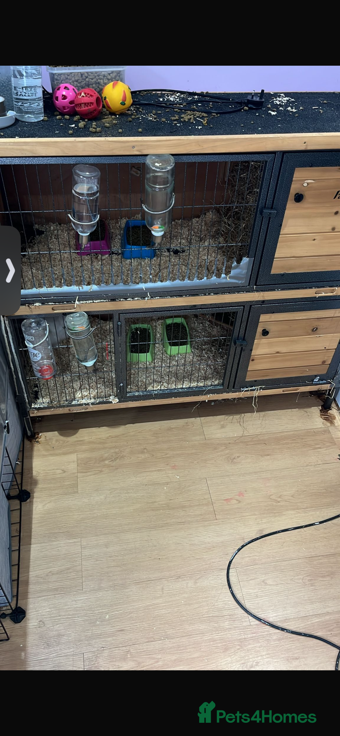 Netherland Dwarf rabbits for sale: Netherland dwarf  rabbits - Image 4