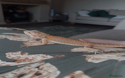 Bearded Dragon reptiles for sale: 1 Year Old Bearded Dragon for sale - Image 5