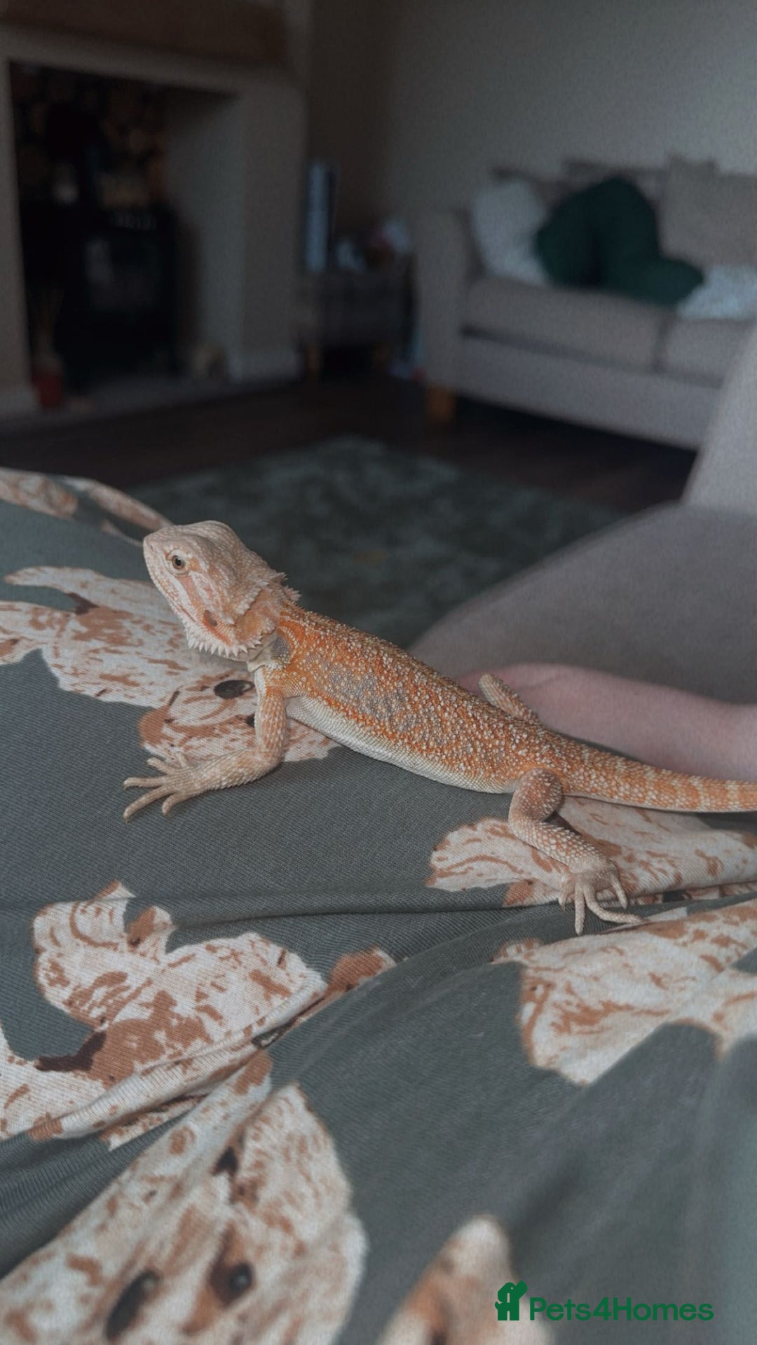 Bearded Dragon reptiles for sale: 1 Year Old Bearded Dragon for sale - Image 5