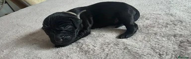 Grey collar male black 