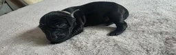 Labrador Retriever dogs for sale: Labrador puppies seeking loving homes. - Advert 15