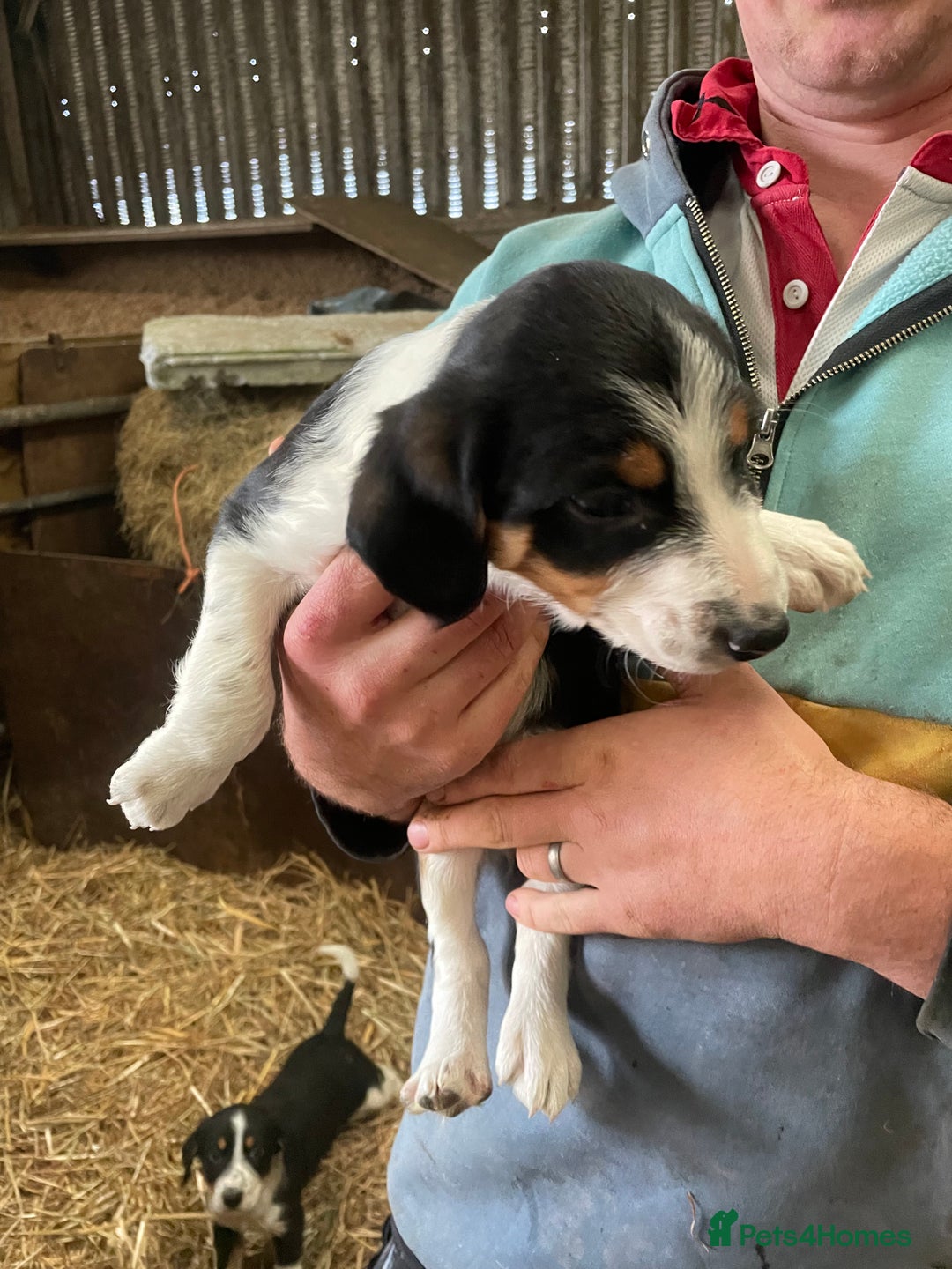 Border Collie dogs for sale: Border collie puppies  - Advert 7