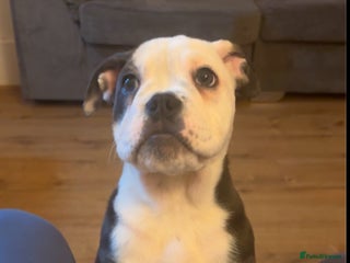 Olde English Bulldogge dogs Olde English bulldogs - Advert 2