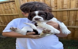 English Springer Spaniel dogs for sale: Gorgeous English Springer spaniel puppies - Image 24