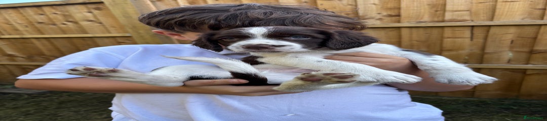 English Springer Spaniel Puppy 1