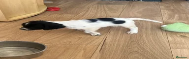 Cocker Spaniel 2