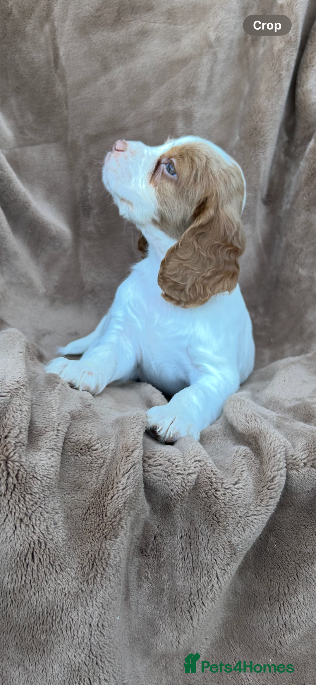 Cocker Spaniel dogs for sale: Gorgeous kc registered cocker spaniel puppies - Image 30