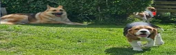 Beagle dogs for sale: Stunning Male Blanket Tri Beagle Puppy - Ready Now - Advert 4