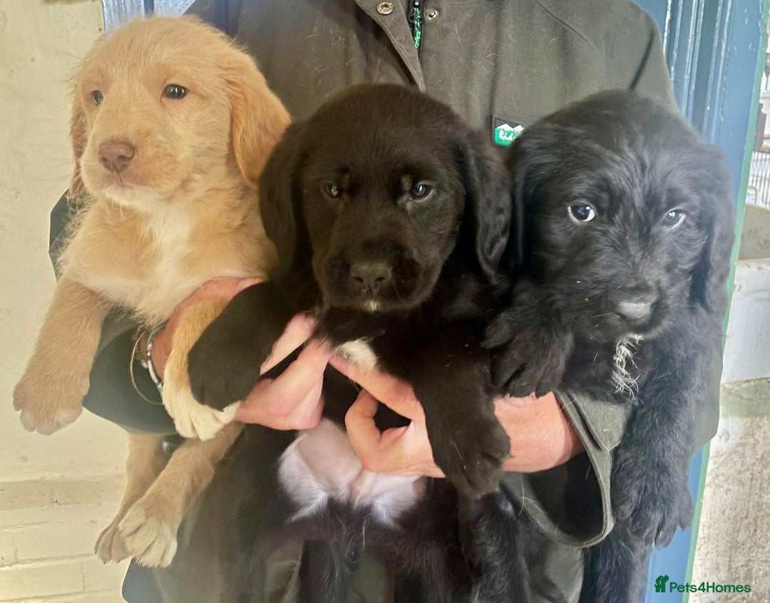 Australian Labradoodle dogs for sale: Stunning Multigen Mini Australian Labradoodle mix. - Image 4