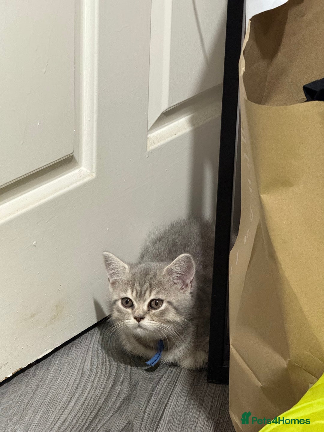 British Shorthair cats for sale: BSH Kitten Bean - Image 15