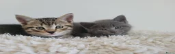 British Shorthair cats for sale: British shorthair  in Canterbury - Advert 30